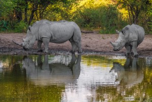 Khama rhinos