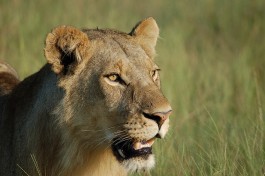Lion 