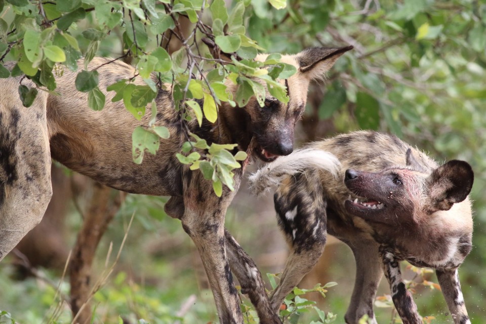 Chobe wild dogs