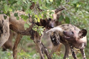 Chobe wild dogs by Derek Keats