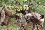 Chobe wild dogs  by Derek Keats