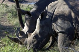 Rhinos 