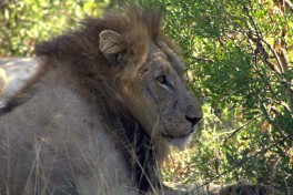 Lion sighting 