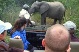Elephant sighting 
