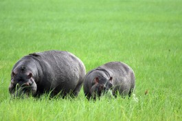 Chobe hippos   by yeowatzup