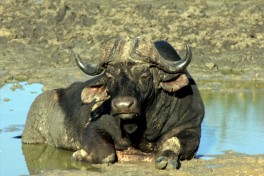 Buffalo 