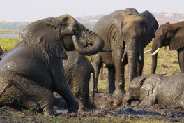 Chobe elephants 