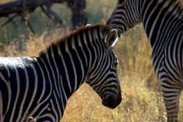 Zebras 