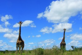 Giraffe sighting 