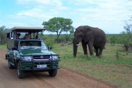 Kruger game drive 
