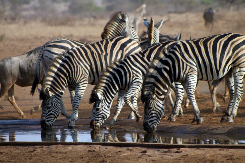 Kruger zebras