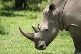 Rhino in Motobo national Park, Zimbabwe 