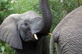Elephants 
