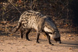 African Civet 