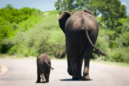 Elephant in Kruger 