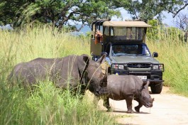 Rhino in Kruger 