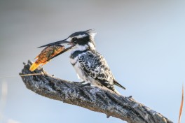Kingfisher in Kruger Park 