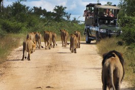 Lion Pride in Kruger 