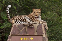 Leopard in Kruger 