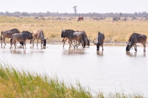 Wildebeest in Makgadikgadi by abi.bhattachan