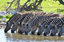 Zebra enjoying communal drink. 