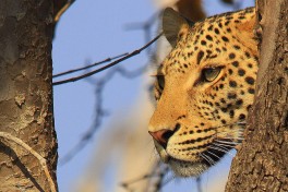 Chobe leopard 