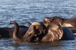 Chobe river elephants 