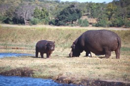 Hippos at river  by Gerry Labrijn