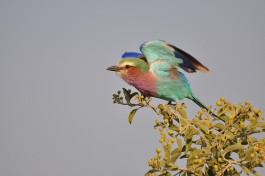 Lilac-breasted Roller  by Dave Govoni
