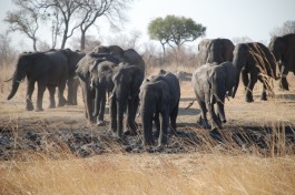 Hwange elephants 