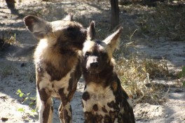 Hwange wild dogs 
