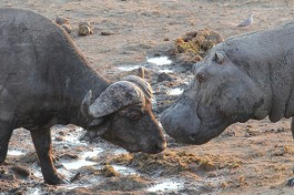 Hwange bufalo and hippo 