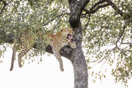 Leopard kruger national park 