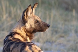 Moremi wild dog, Botswana Safari  by Chris Parker