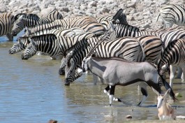 Etosha Safari, Namibia 