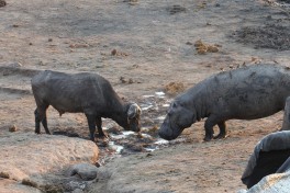 Hwange wildlife safari, Zimbabwe  by Joepyrek