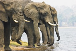 African Safari elephants, Chobe 