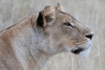 African safari lion sighting 