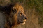 South africa kruger lion rob lewis 20111024 1135279669 