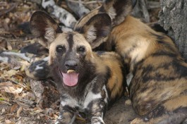 Zimbabwe hwange wilddog thomas josef 