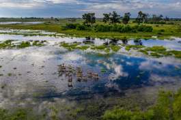 Okavango Delta Safari wildlife 