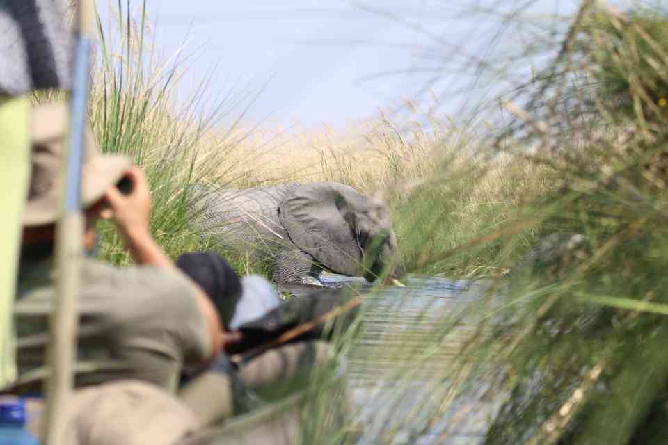 Botswana safari, Okavango Delta