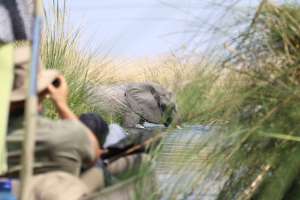 Botswana safari, Okavango Delta by Jez Hollinshead