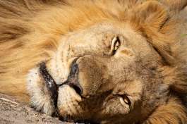 Hwange Safari, Zimbabwe  by Bruce Taylor