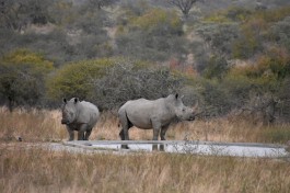 Kruger rhinos  by Jen