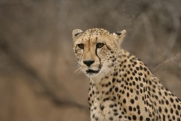 Kruger cheetah  by Dirk Van de Velde