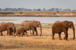 Chobe safari elephants  by Chris Stenger 