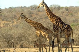 Safari giraffes 