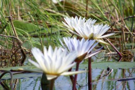 Okavango Delta flora 