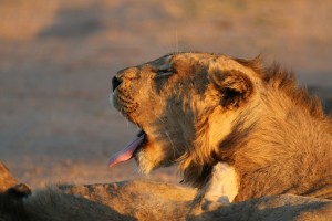 Kruger Safari lion by Tony Kirkbride